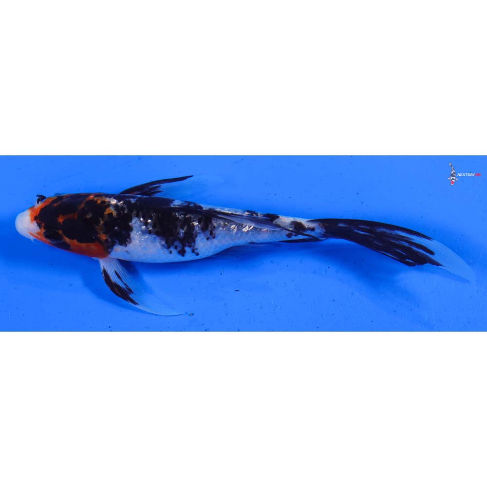 6” Imported Gin Rin Sanke Butterfly Koi