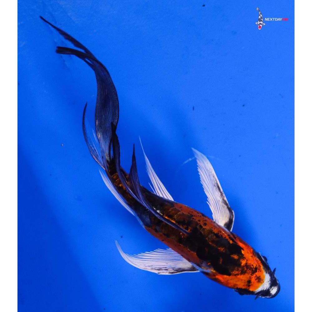 5” Imported Doitsu Kujaku Butterfly Koi