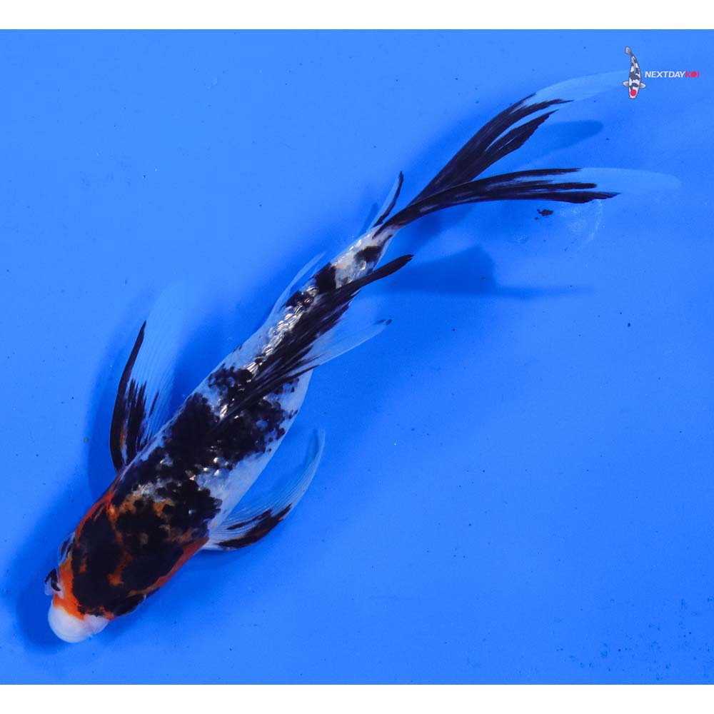 6” Imported Gin Rin Sanke Butterfly Koi