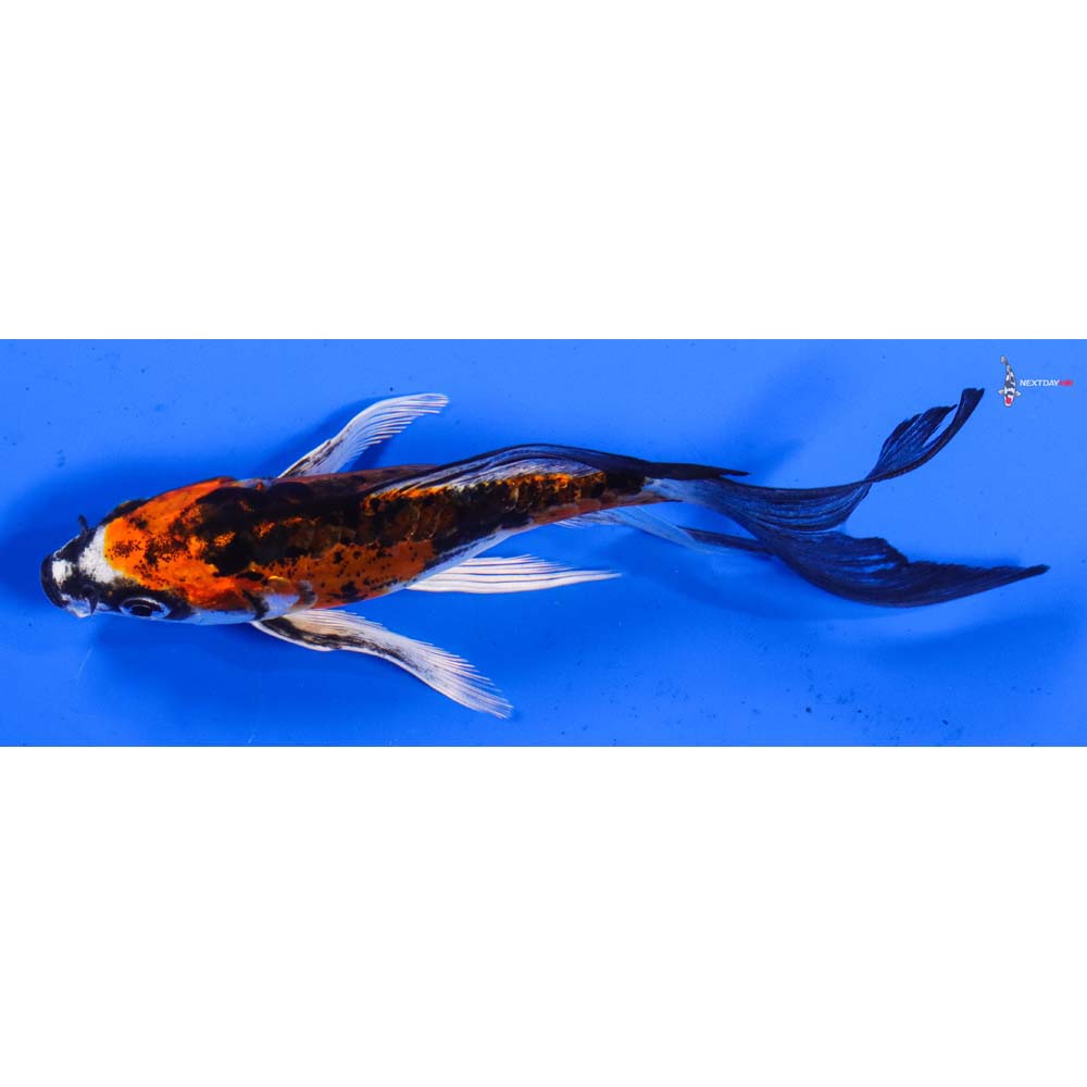 5” Imported Doitsu Kujaku Butterfly Koi