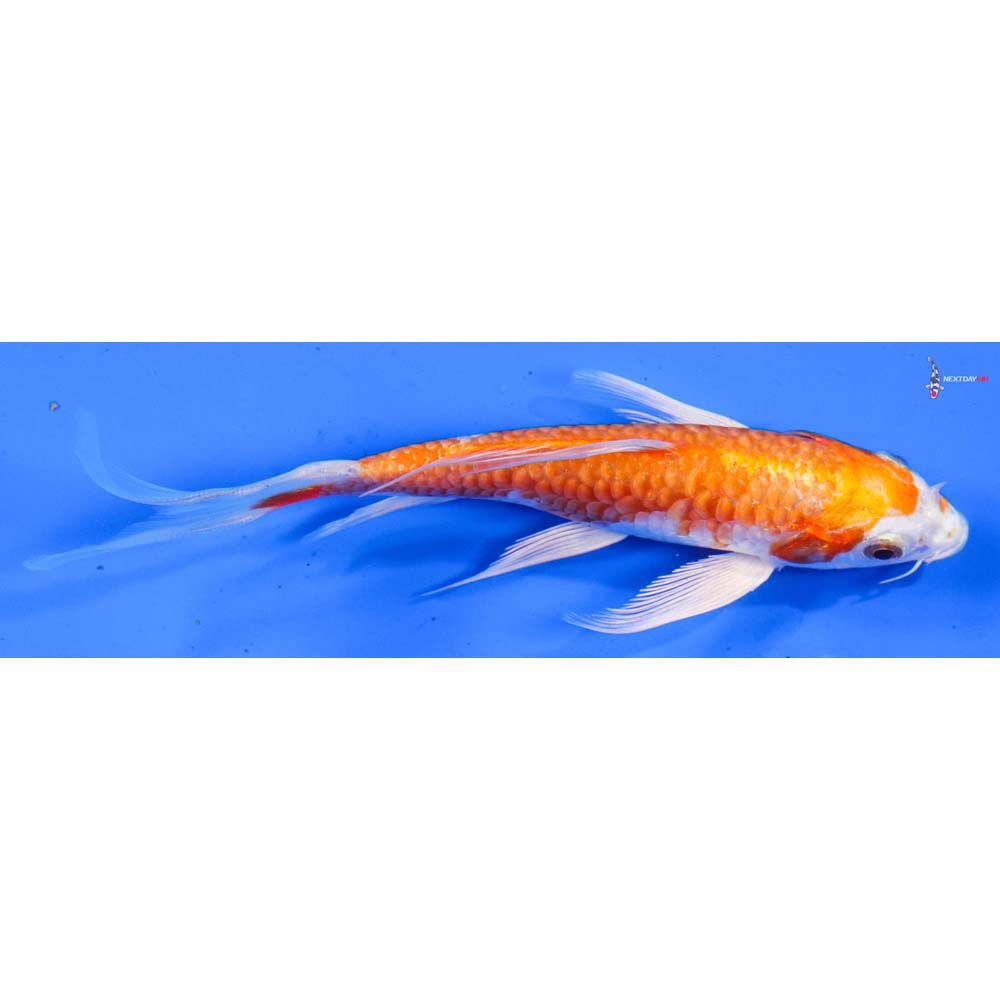 6” Imported Kikusui Butterfly Koi