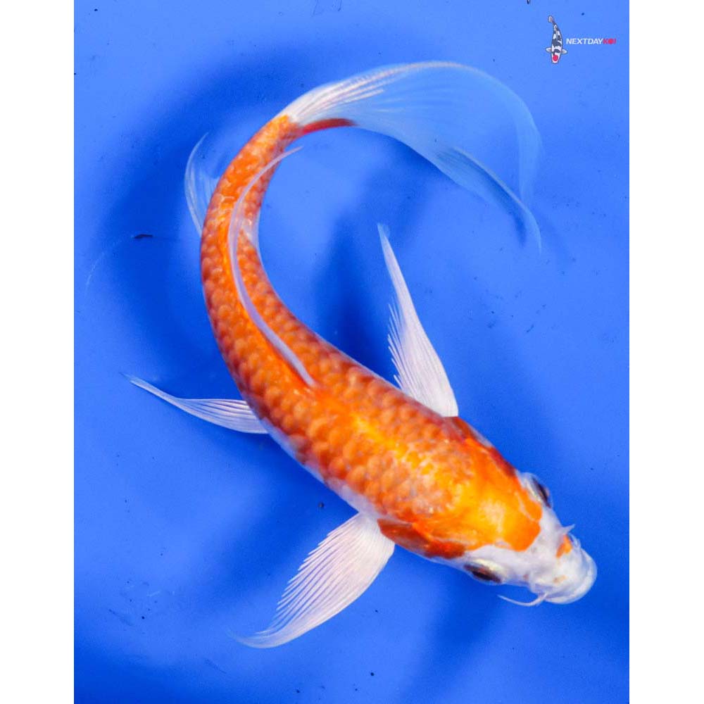 6” Imported Kikusui Butterfly Koi