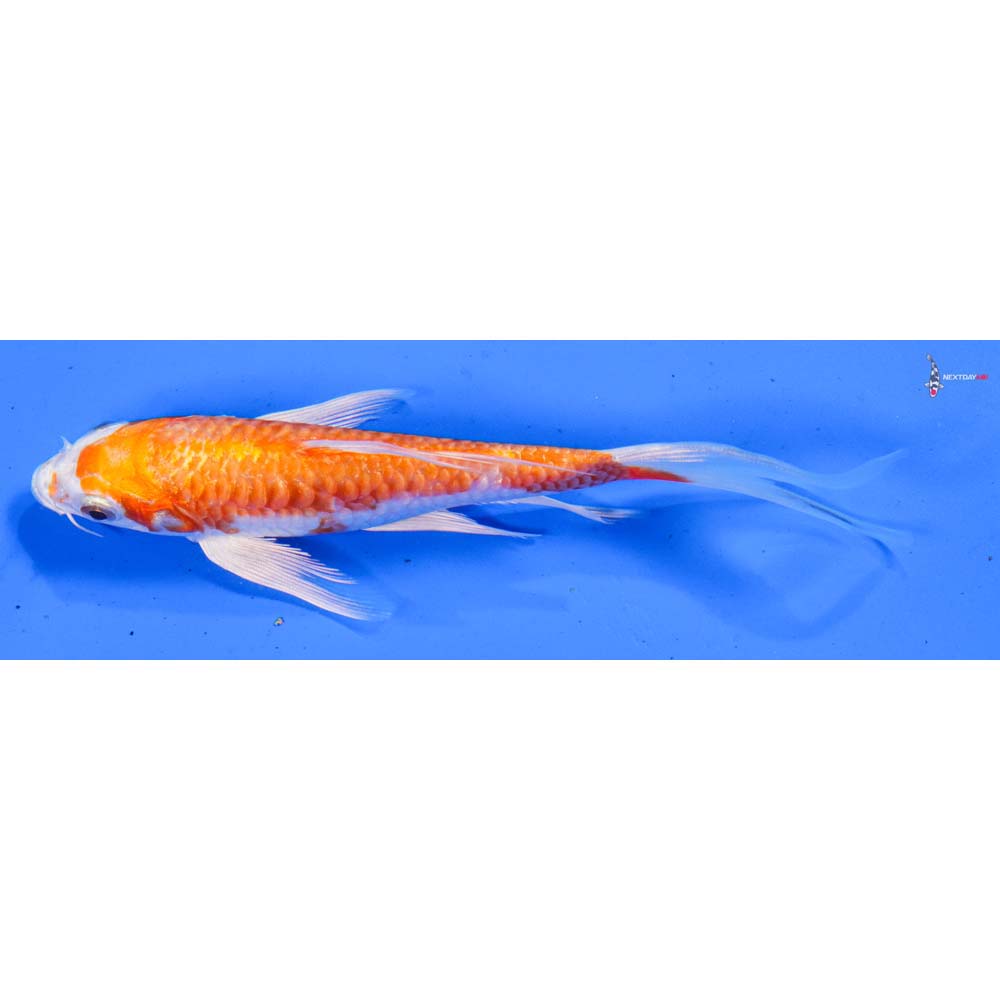 6” Imported Kikusui Butterfly Koi