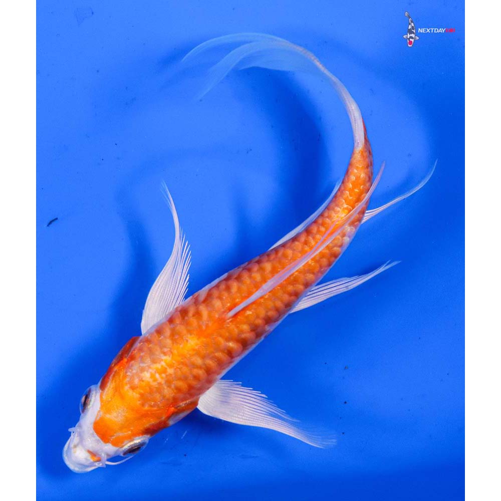 6” Imported Kikusui Butterfly Koi