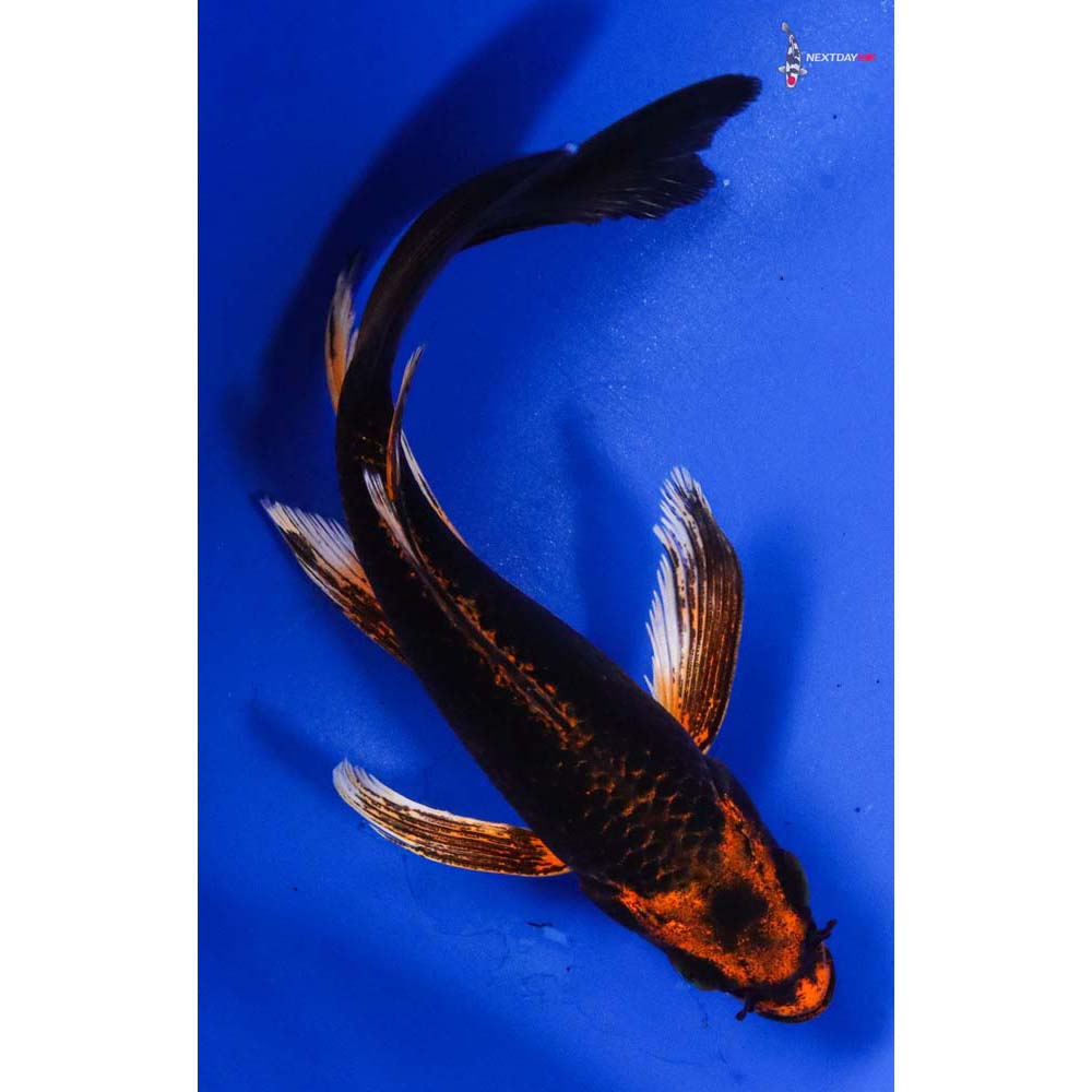 5.5” Imported Orenji Matsuba Butterfly Koi