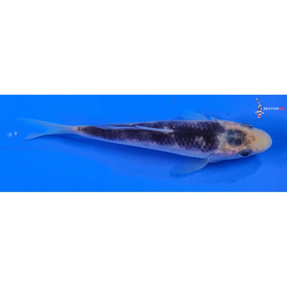 4” Imported Matsukawabakke