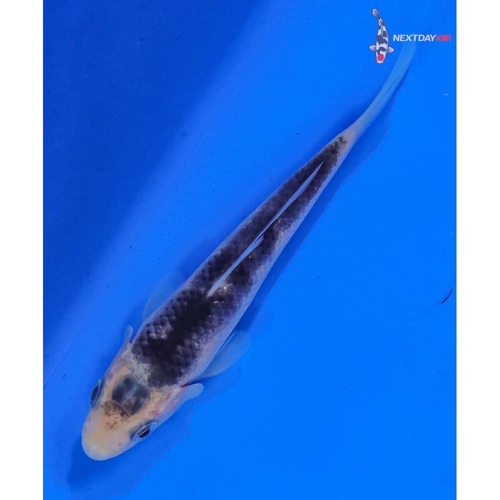 4” Imported Matsukawabakke