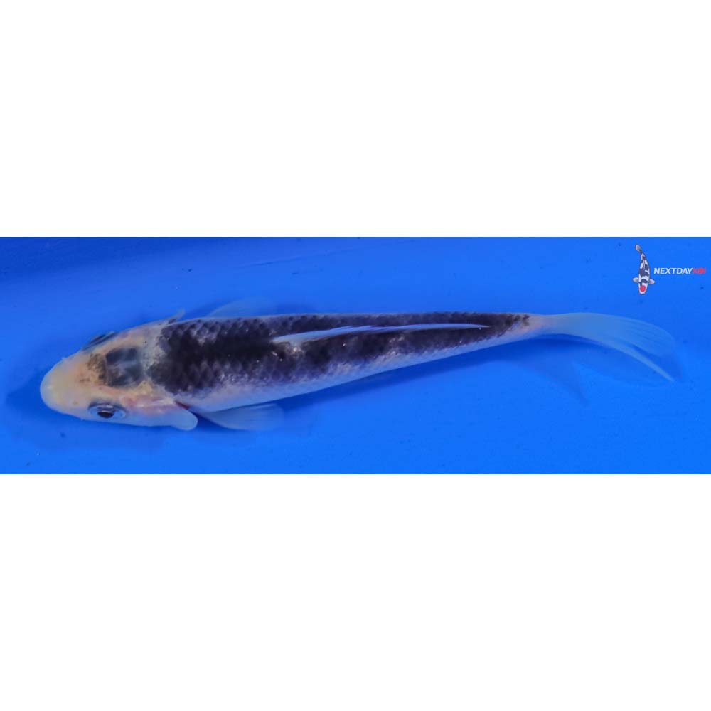 4” Imported Matsukawabakke