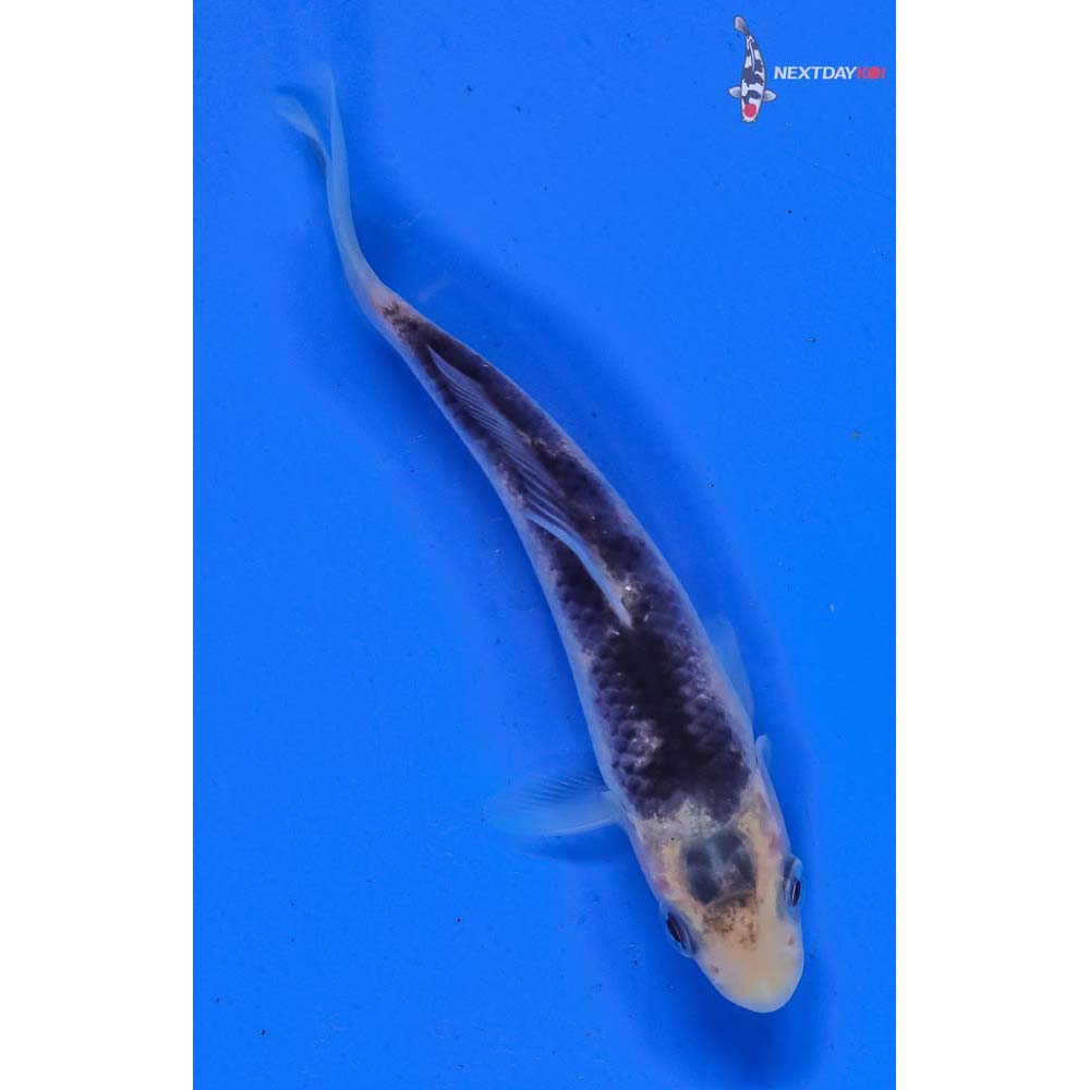 4” Imported Matsukawabakke