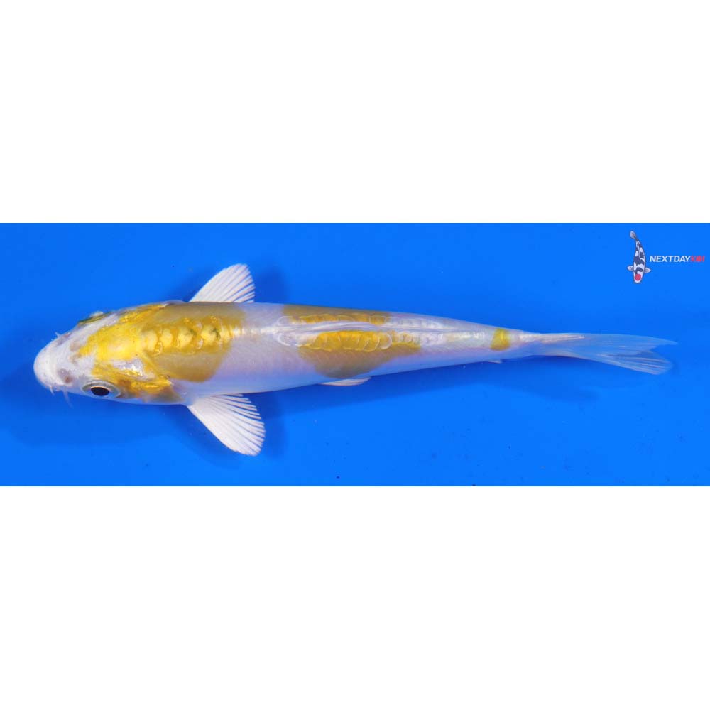 4” Imported Doitsu Lemon Hariwake