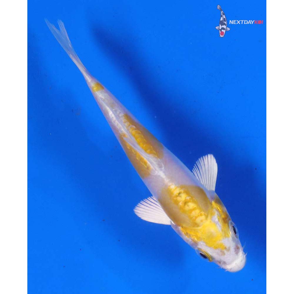 4” Imported Doitsu Lemon Hariwake