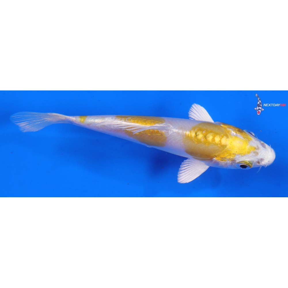 4” Imported Doitsu Lemon Hariwake