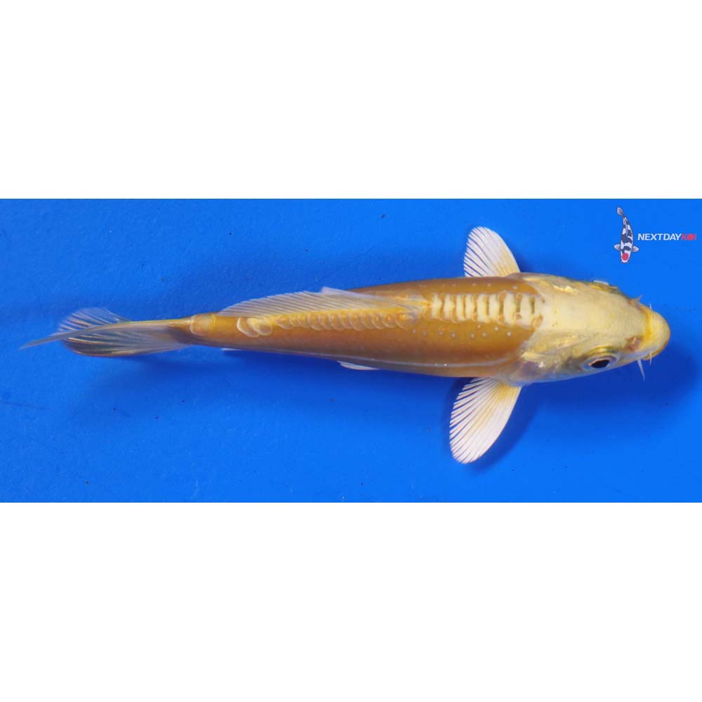 4” Imported Doitsu Yamabuki Ogon