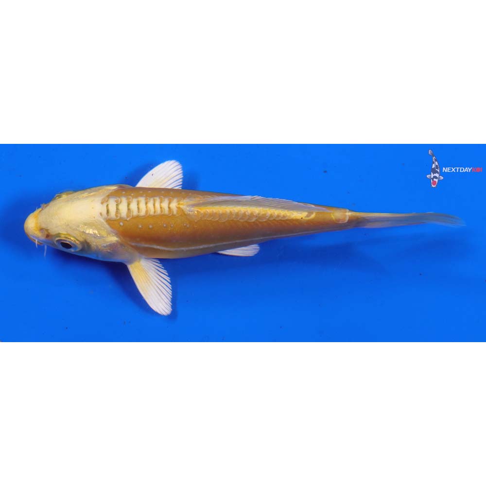 4” Imported Doitsu Yamabuki Ogon