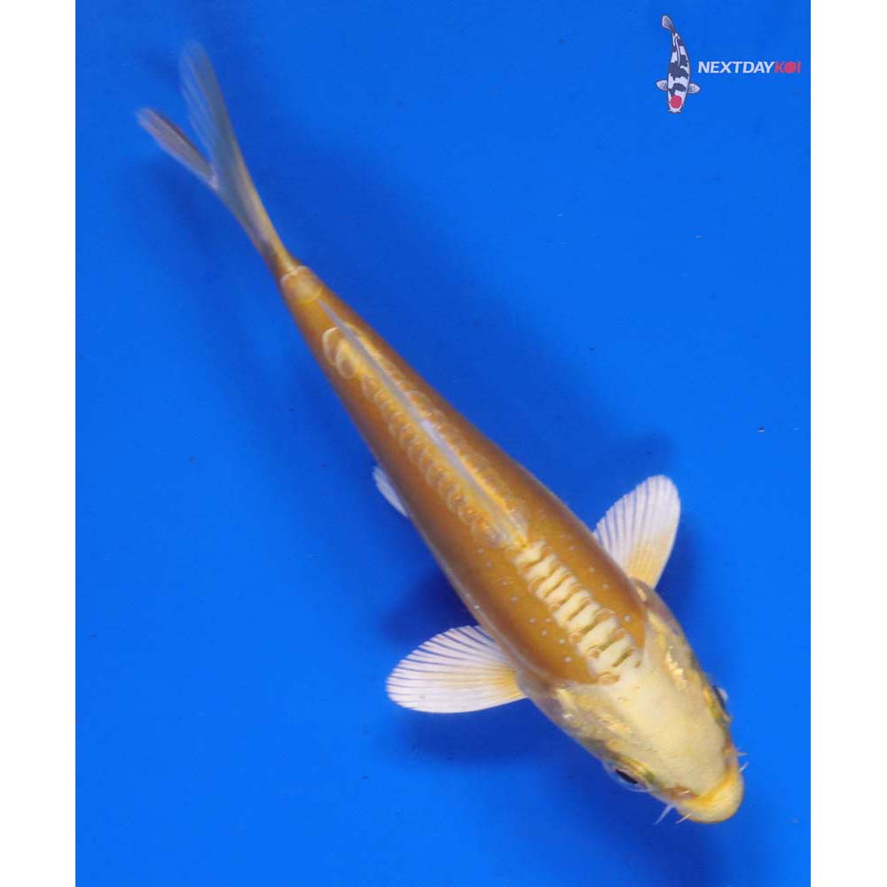 4” Imported Doitsu Yamabuki Ogon