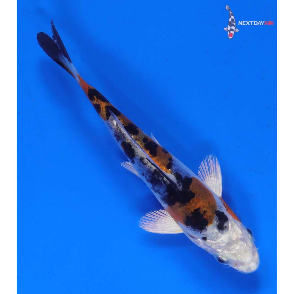 4” Imported Heisei Nishiki