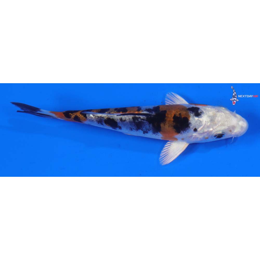 4” Imported Heisei Nishiki