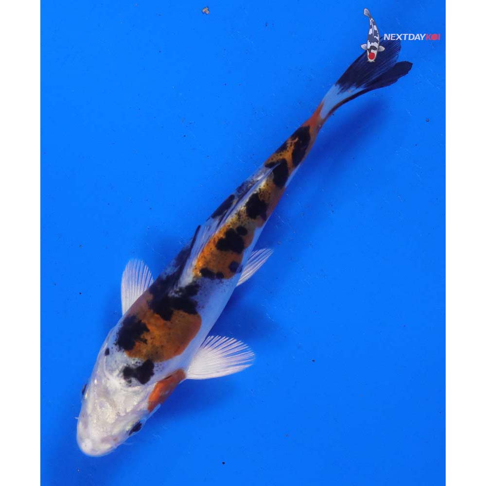 4” Imported Heisei Nishiki