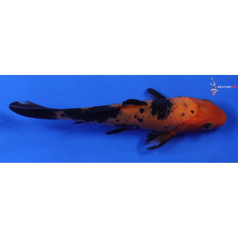 4.5” Imported Aka Bekko