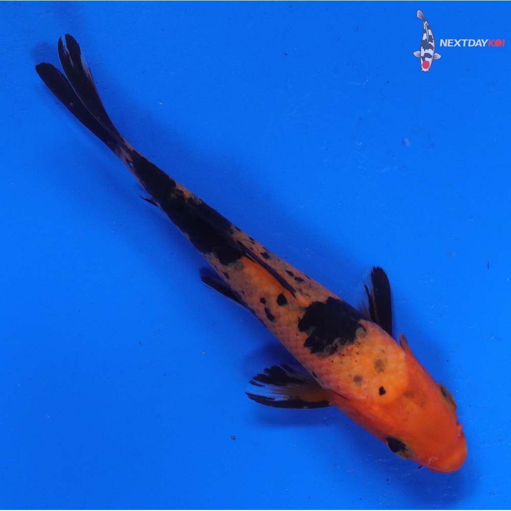 4.5” Imported Aka Bekko