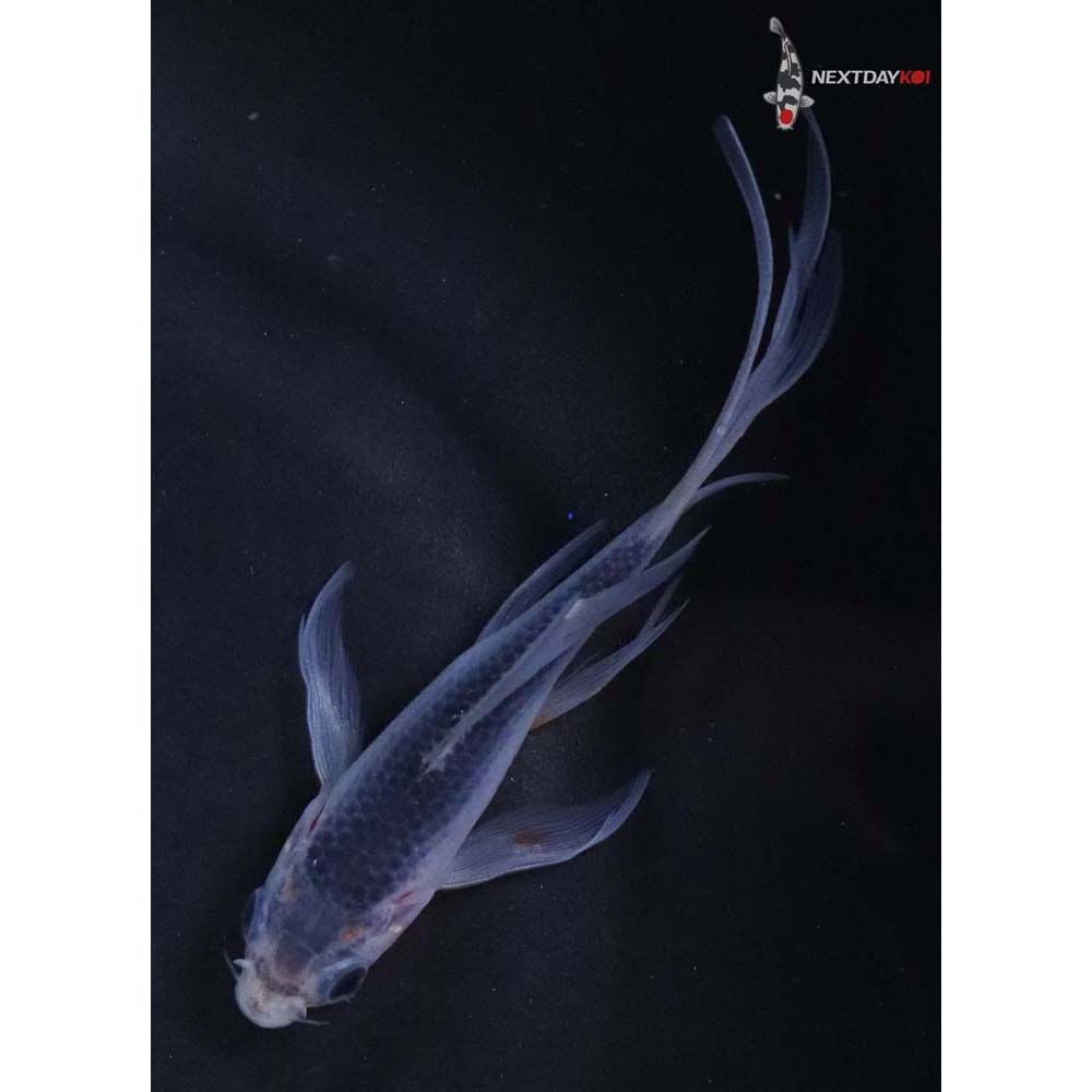 4.5” Imported Asagi Butterfly Koi