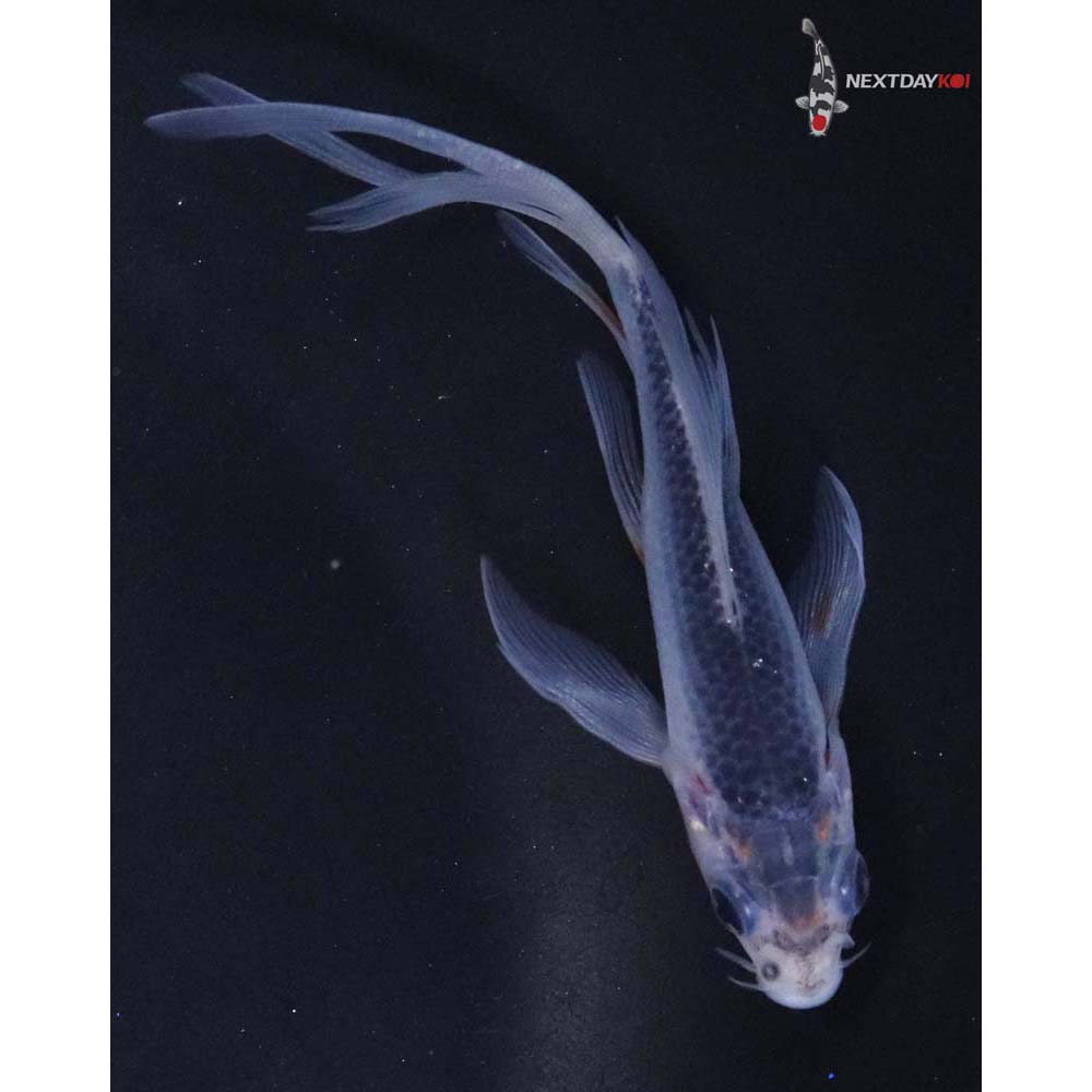 4.5” Imported Asagi Butterfly Koi