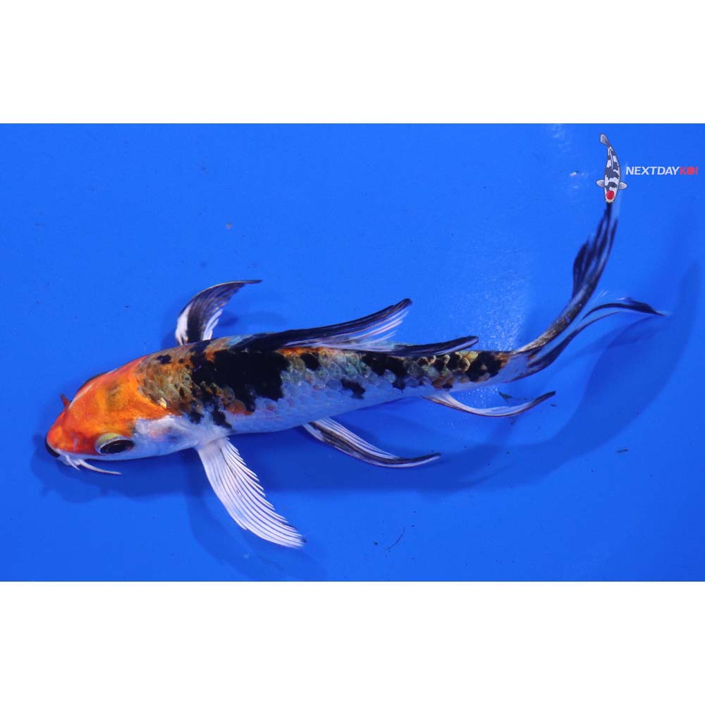4.5” Imported Yamato Nishiki Butterfly Koi