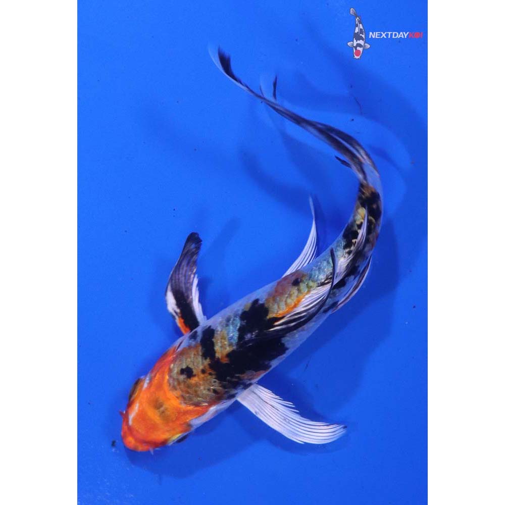 4.5” Imported Yamato Nishiki Butterfly Koi