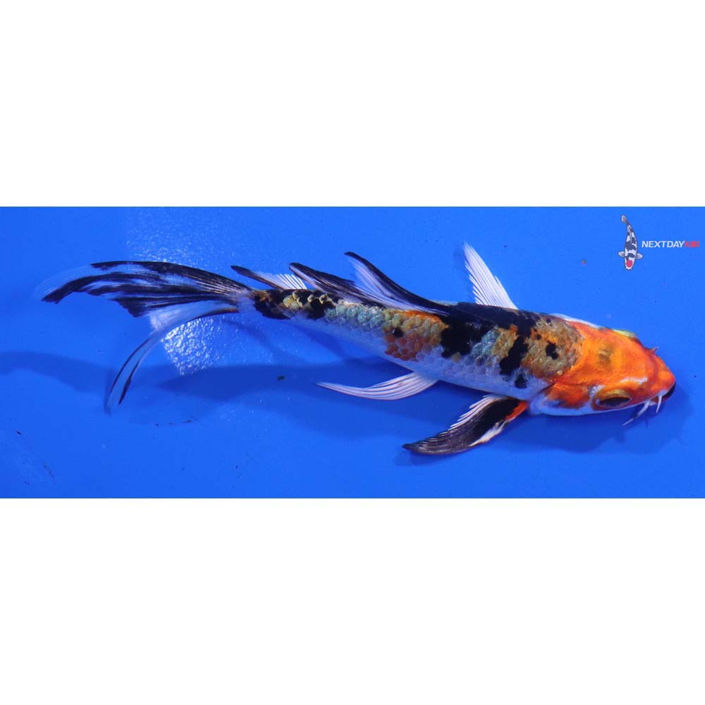 4.5” Imported Yamato Nishiki Butterfly Koi