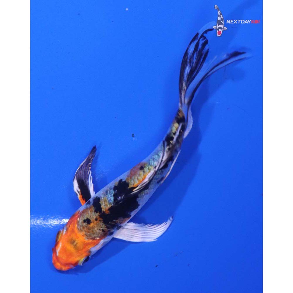 4.5” Imported Yamato Nishiki Butterfly Koi