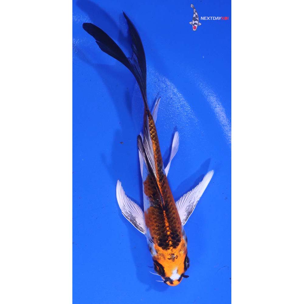 5” Imported Kujaku Butterfly Koi