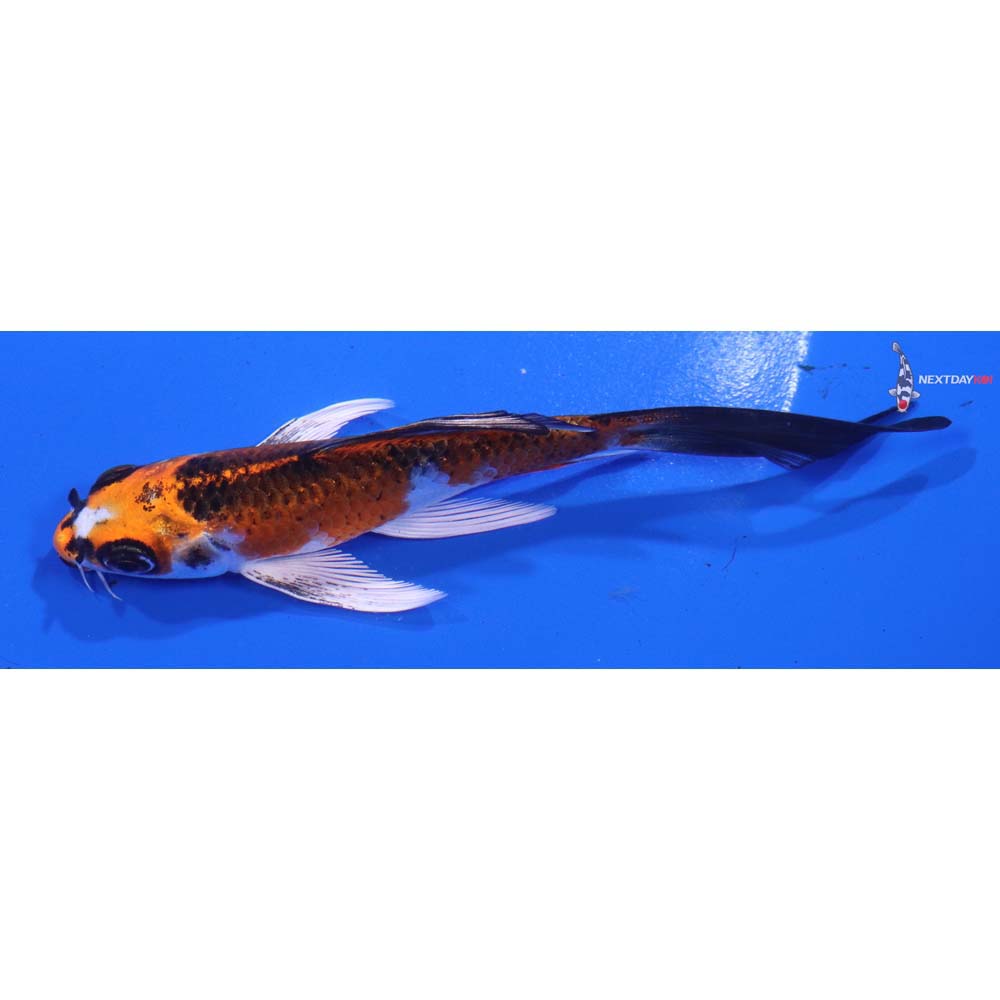 5” Imported Kujaku Butterfly Koi