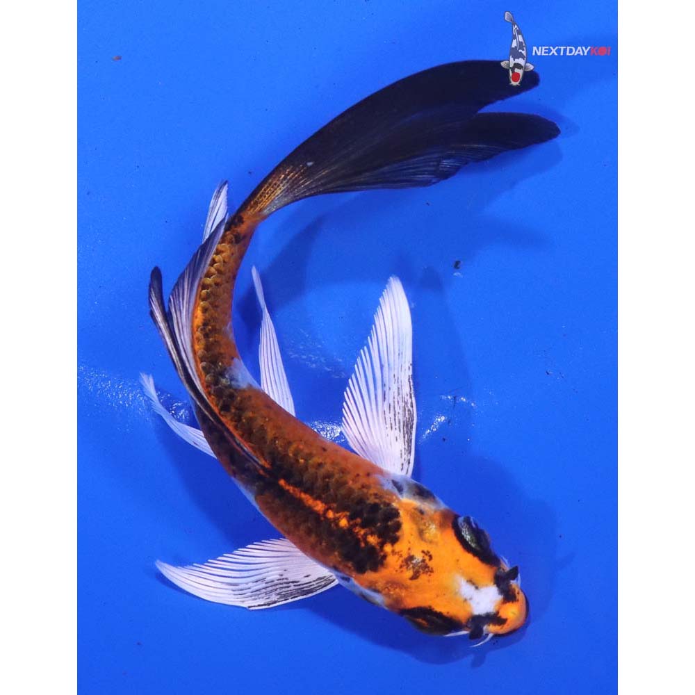 5” Imported Kujaku Butterfly Koi
