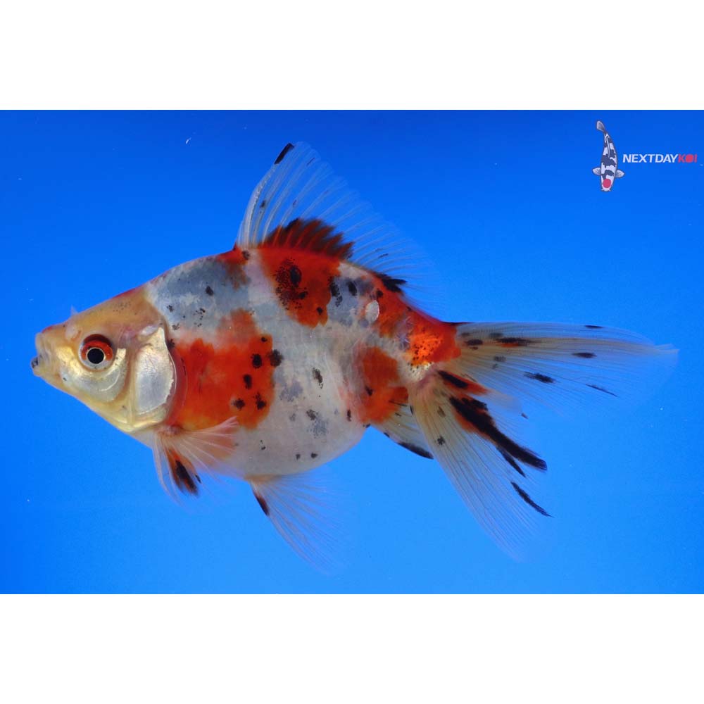 5” Imported Male Calico Ryukin