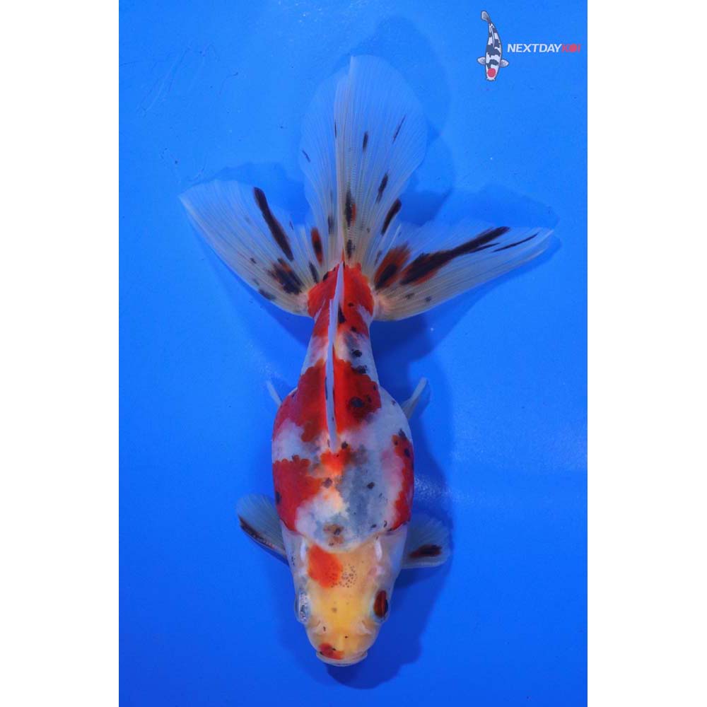 5” Imported Male Calico Ryukin