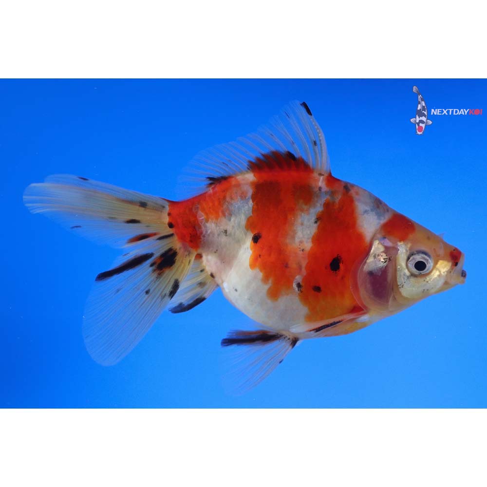 5” Imported Male Calico Ryukin