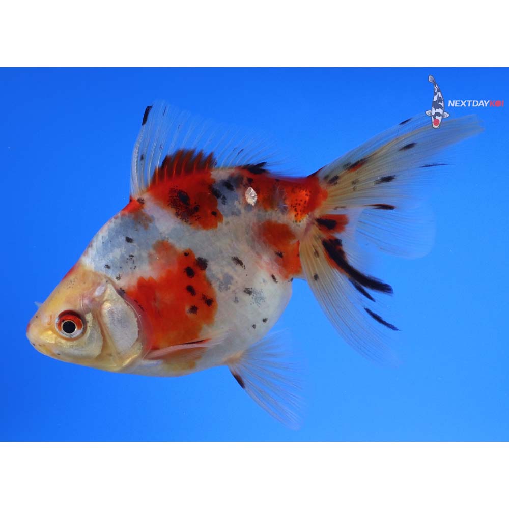 5” Imported Male Calico Ryukin