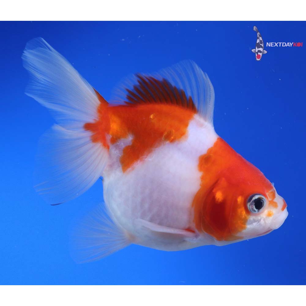 5” Imported Red and White Ryukin