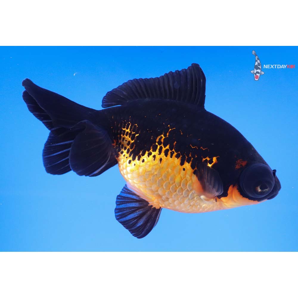 5” Imported Red and Black Telescope Fantail