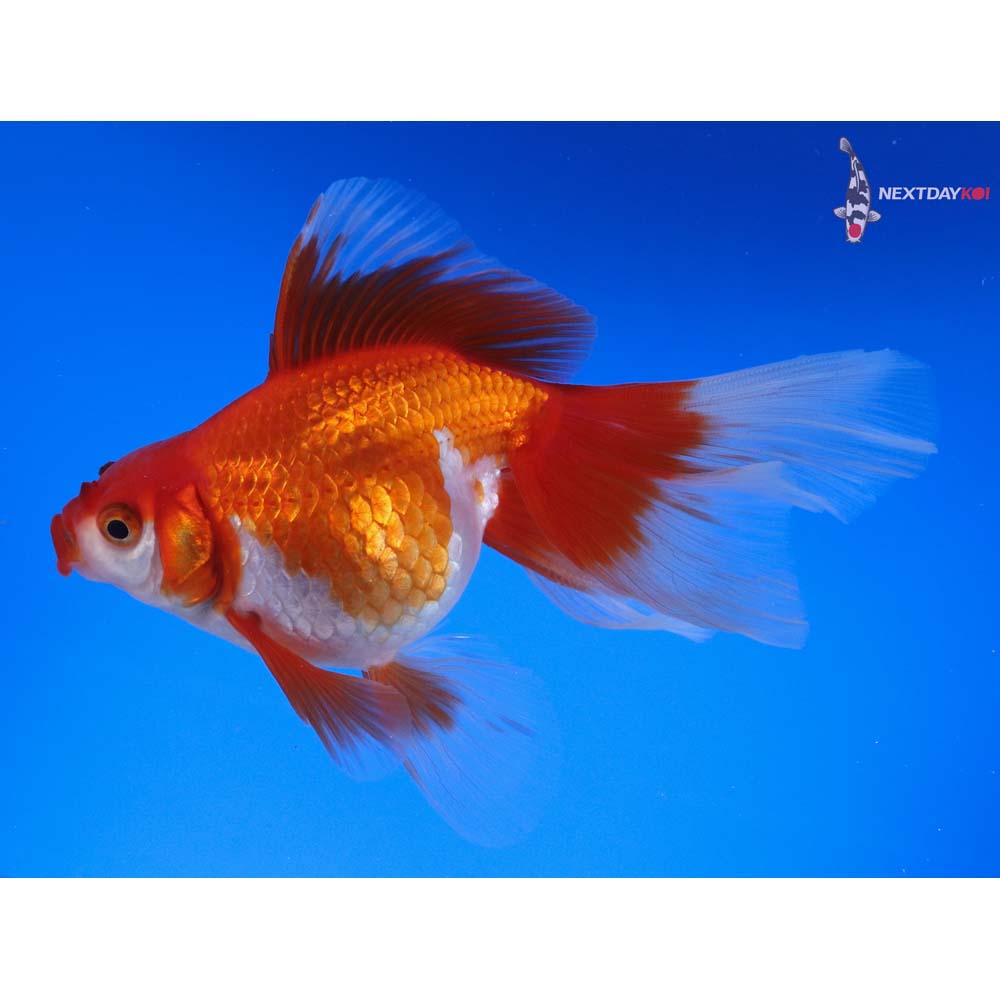 5.5” Imported Red and White Ryukin