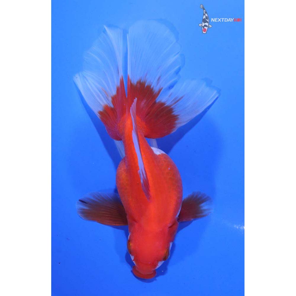 5.5” Imported Red and White Ryukin