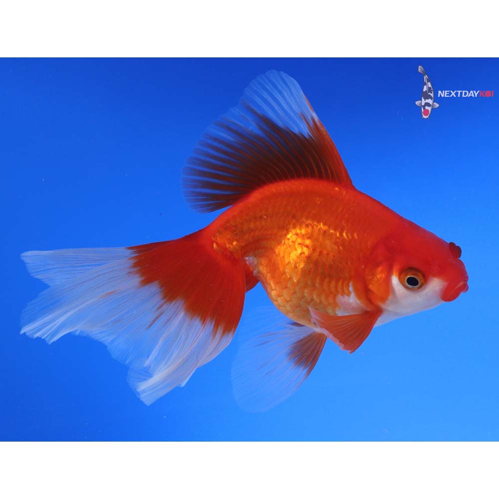 5.5” Imported Red and White Ryukin