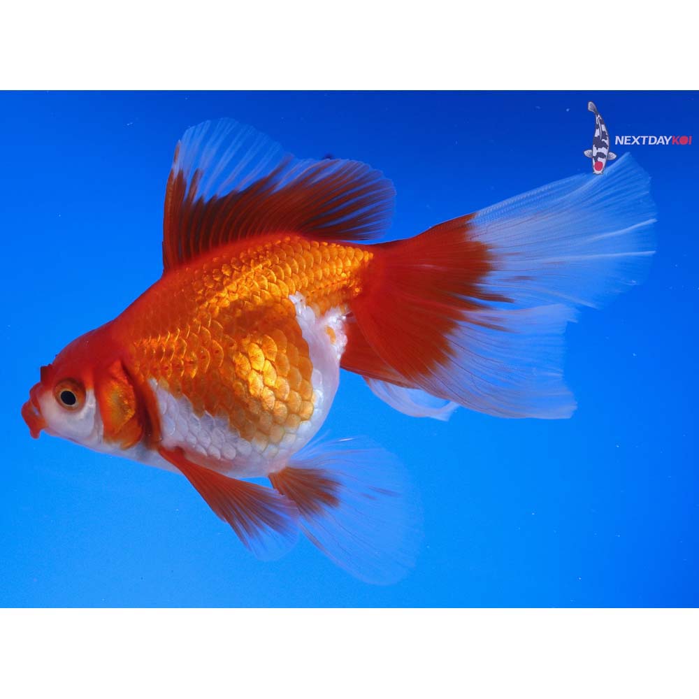 5.5” Imported Red and White Ryukin