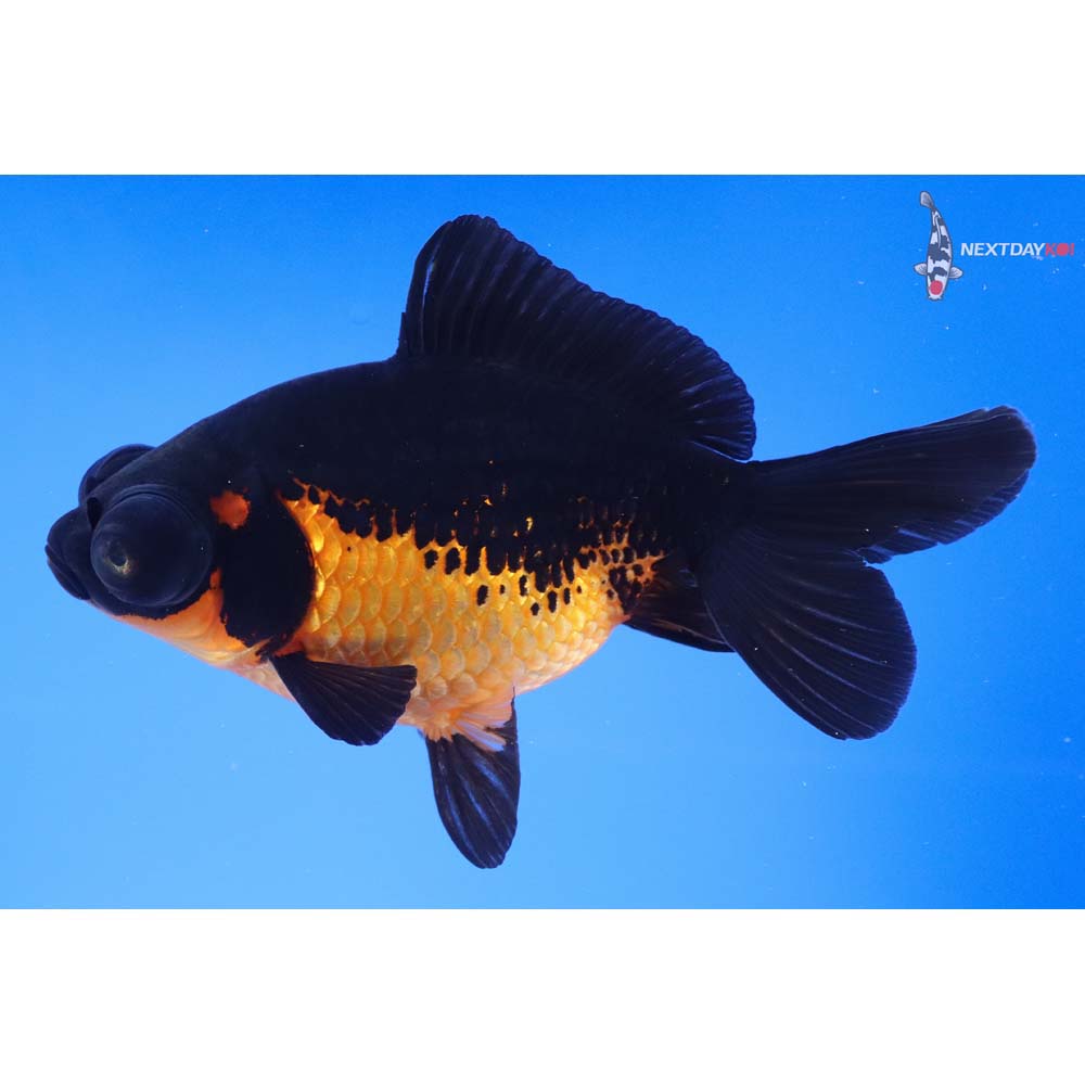 5” Imported Red and Black Telescope Fantail