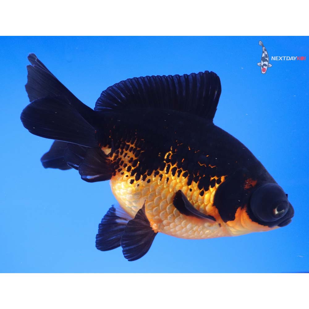 5” Imported Red and Black Telescope Fantail