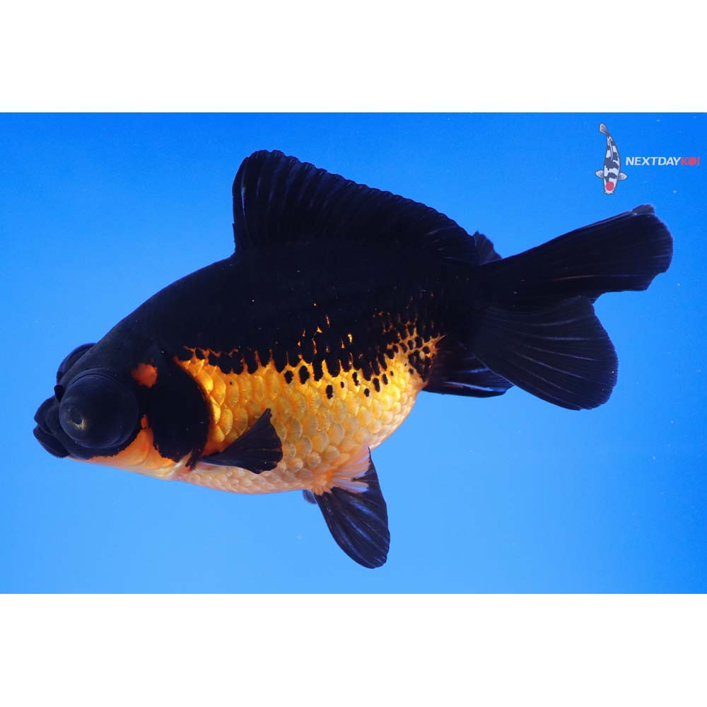 5” Imported Red and Black Telescope Fantail