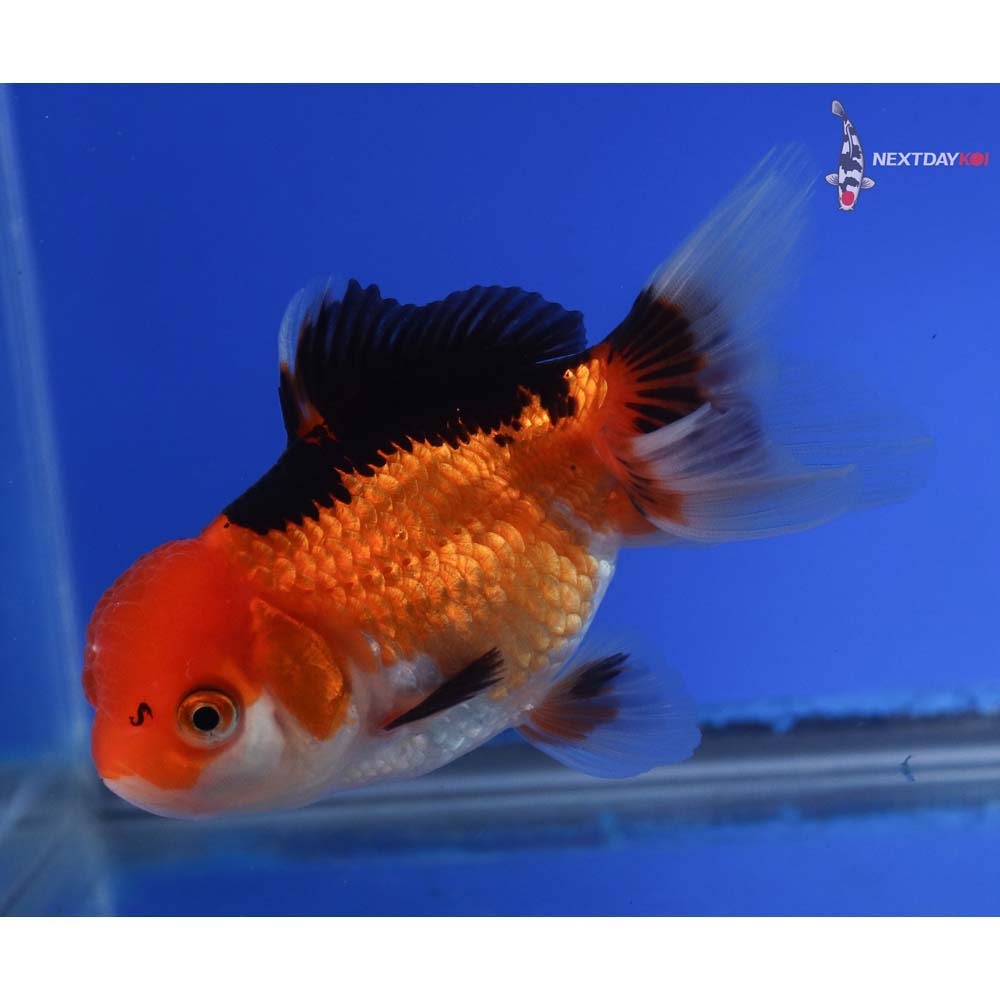 4” Imported Tri Color Oranda