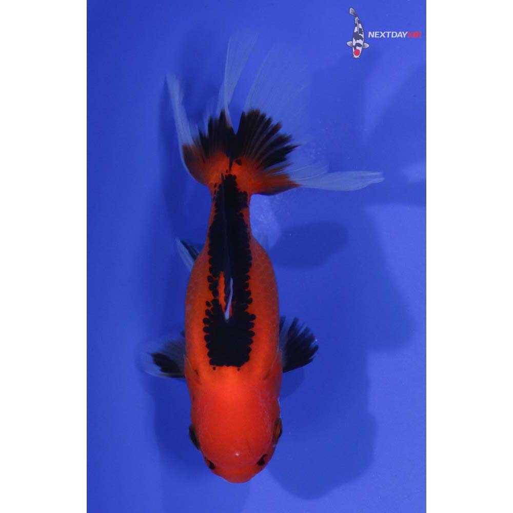 4” Imported Tri Color Oranda