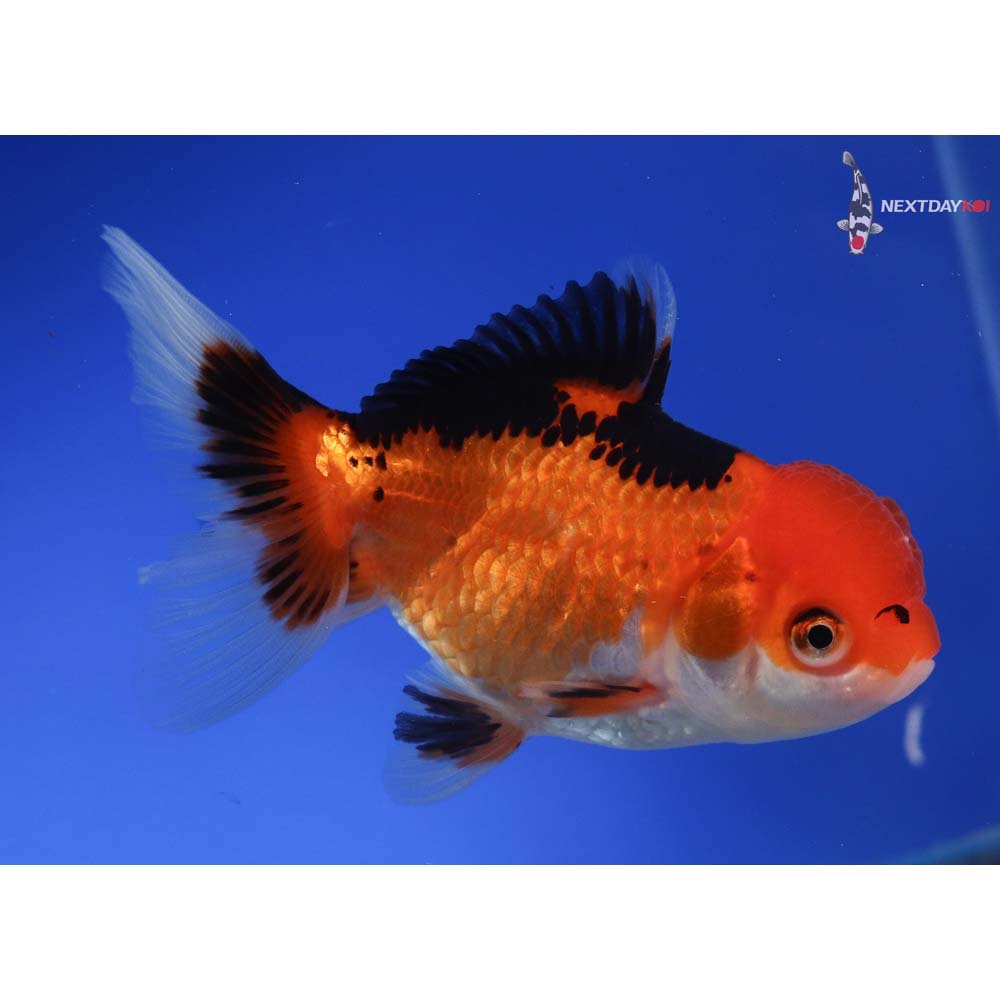 4” Imported Tri Color Oranda