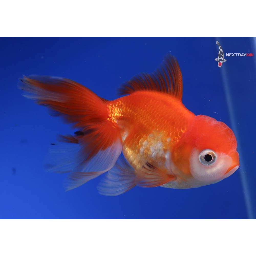 4” Imported Red and White Oranda